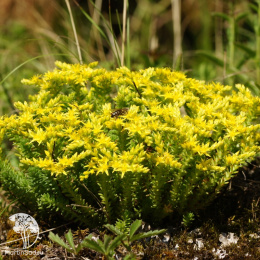 Очиток шестиугольный