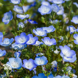 Немофила Мальвина (стелющаяся смесь белых, белых с фиолетовыми пятнами, голубых) Евро