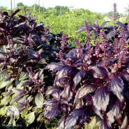 Базилик Аромат Ванили