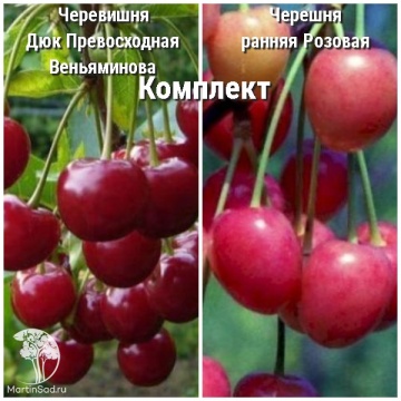 Фото Сверхвыгодный комплект! Черевишня Дюк Превосходная Веньяминова + опылитель черешня ранняя Розовая