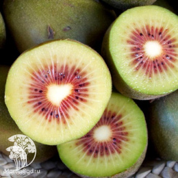 Актинидия аргута Пурпурна Садова + Люси + опылитель Вейки Мужской