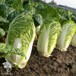 Капуста Пекинская Шанхай