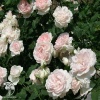 Роза английская Шарифа Асма фото 1 
