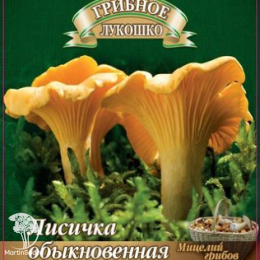 Мицелий Лисички на зерновом субстрате