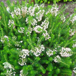 Эрика блуждающая Альба