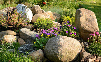 Многолетники для альпийской горки: советы и тонкости