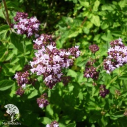 Origanum vulgare Margeritha Душица обыкновенная Маргарита