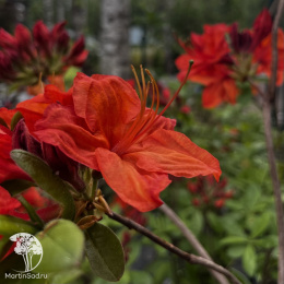 Азалия крупноцветковая Фейерверк