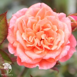 Роза миниатюрная Нинетта на штамбе