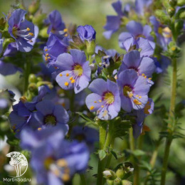 Синюха северная Хэвенли Хэбит