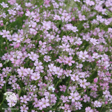 Фото Гипсофила ползучая Филоу Роуз
