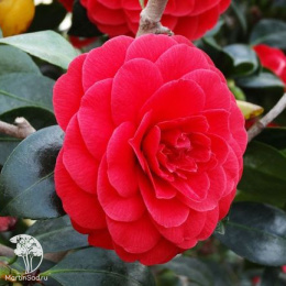 Камелия гибридная японская Блэк Лэйс