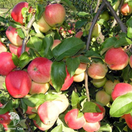 Яблоня Кандиль Орловский