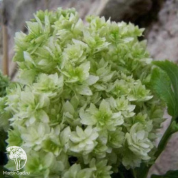 Гортензия древовидная Дабл Аннабель