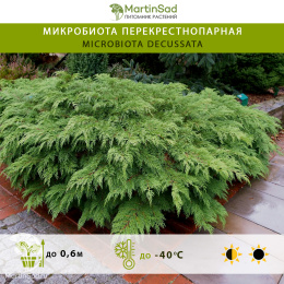 Микробиота перекрестнопарная