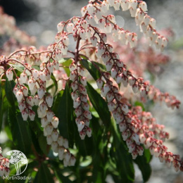 Пиерис японский Дороти Викофф