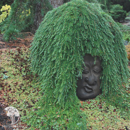  Тсуга западная Торсенс Випинг