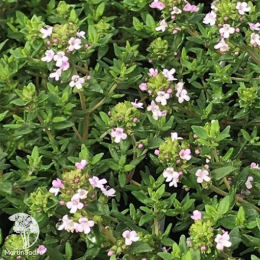 Набор для мяса тимьян Лимон Вариегата + тимьян Фредо Стронг + шалфей Виола Клозе