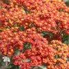 Тысячелистник Волтер Функе фото 1 