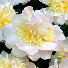Фото Пион молочноцветковый Хани Голд