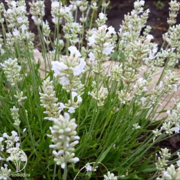 Лаванда узколистная Альба