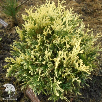 Фото Туя западная Мейникерз Цверг