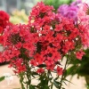 Флокс метельчатый карликовый Эрли Ред фото 3 