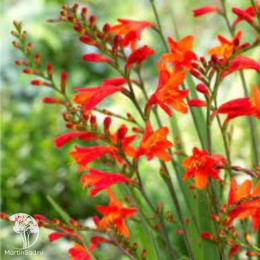 Крокосмия (монтбреция) Файр Кинг