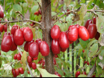 Фото Кизил съедобный Голден Глори