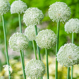 Лук (Аллиум) Поливерт