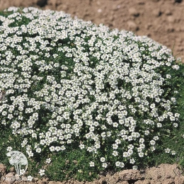 Мшанка шиловидная Даблинер