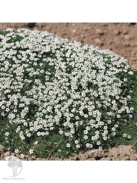 Фото Мшанка шиловидная Даблинер