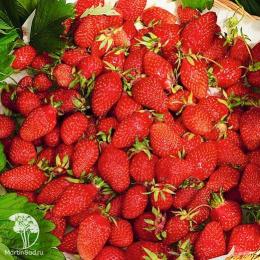 Земляника Регина