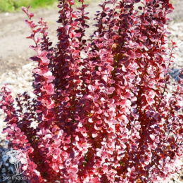 Барбарис Тунберга Полонез