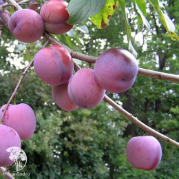 Слива Венгерка заречная