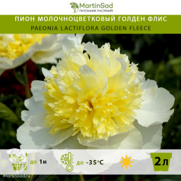 Пион молочноцветковый Голден Флис