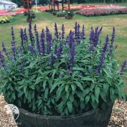 Salvia farinacea Victoria Blue Шалфей мучнистый Виктория Блю