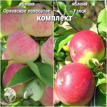 Фото Сверхвыгодный комплект! Яблоня Орловское полосатое + опылитель яблоня Уэлси