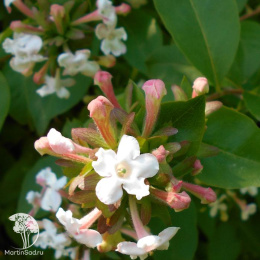 Абелия мосанская