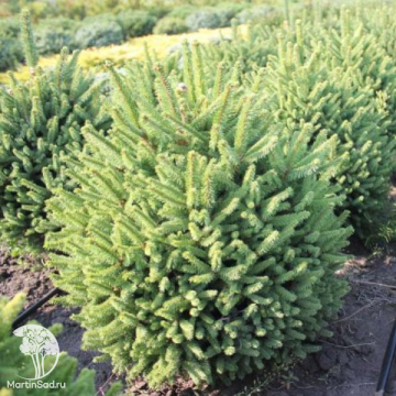 Фото Ель обыкновенная Компакта