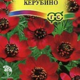 Адонис летний Керубино