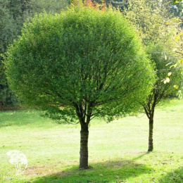  Ива ломкая Булата на штамбе