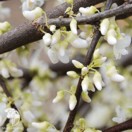 Церцис канадский Роял Вайт