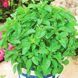 Базилик Аромат Лимона