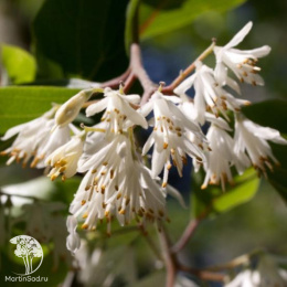 Птеростиракс щитковидный