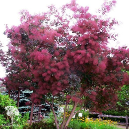 Скумпия кожевенная Смоки Джо