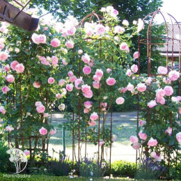 Роза плетистая Эден Роуз 85