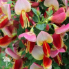 Ракитник Мария Бурквуд фото 1 