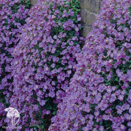 Обриета каскадная Гигантский водопад, смесь окрасок