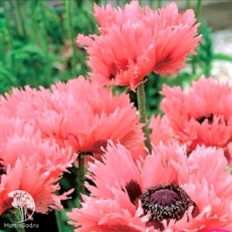 Мак восточный Пинк Раффлс